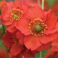 Geum Blazing Sunset 2lt Pot