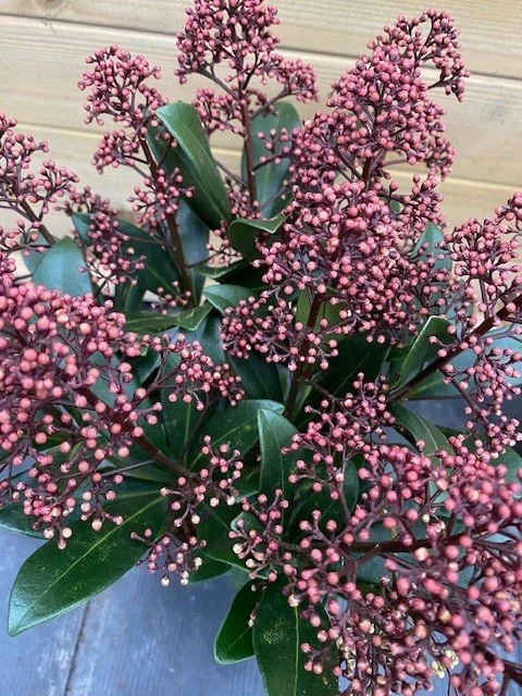Skimmia Japonica Rubella 11cm 2.jpg