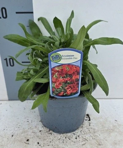 Erysimum Erysistible Fire 2.jpg