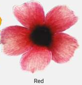 Thunbergia Suneyes Red 9cm pot