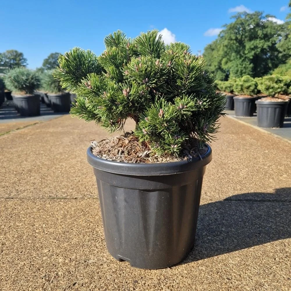 Pinus mugo ‘Sherwood Compact’ – 8L Pot (25cm+)