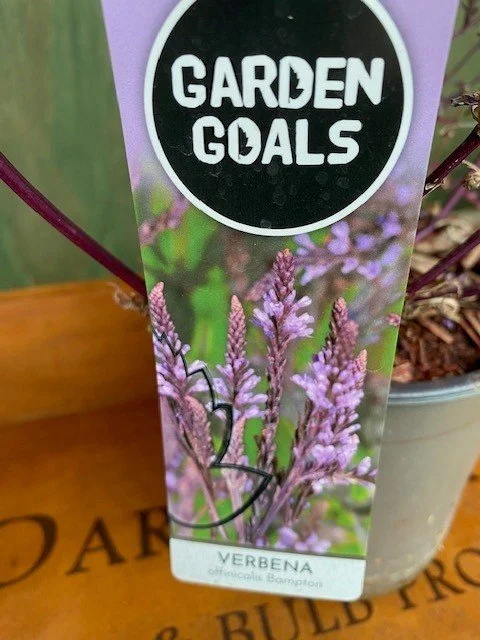 Verbena off Bampton label.jpg
