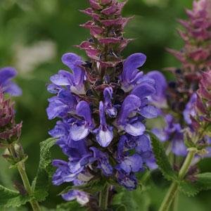Salvia nemorosa Blue Marvel.jpg