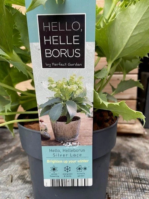 Helleborus Silver Lace 2.jpg