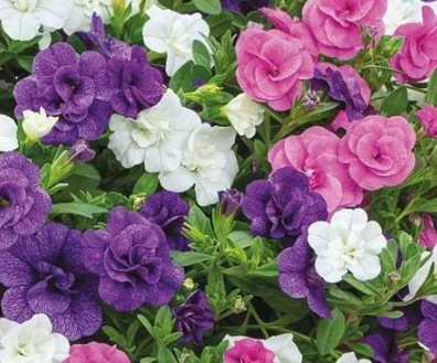 MixMaster Calibrachoa Cabaret Double Blue Boogie 13cm