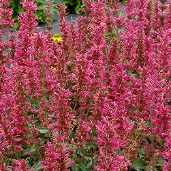 Agastache Morello.jpg