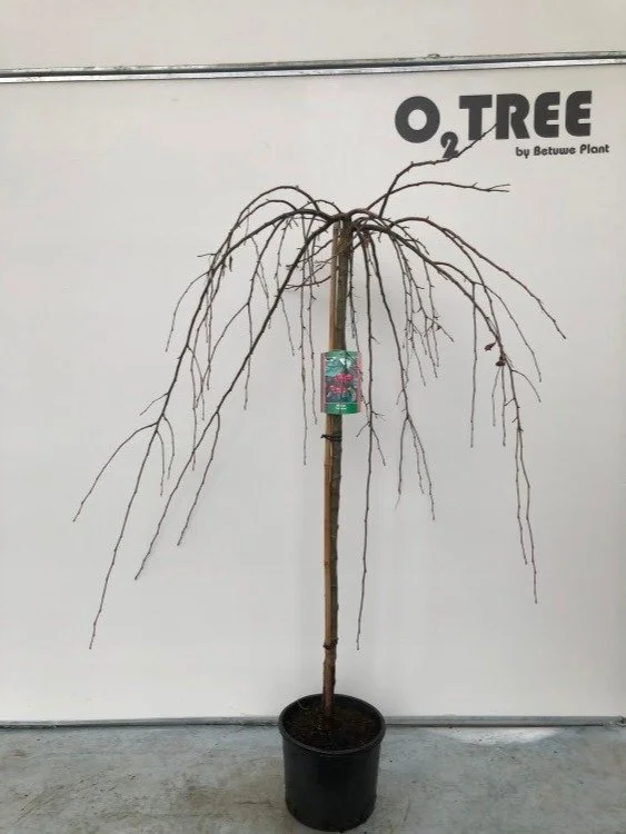 Malus Fontana 10lt 120cm Standard