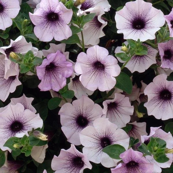 Petunia Surfinia Blue Vein