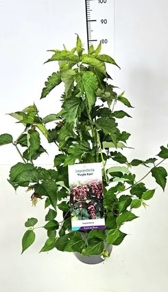 Leycesteria formosa 'Purple Rain' 10lt pot