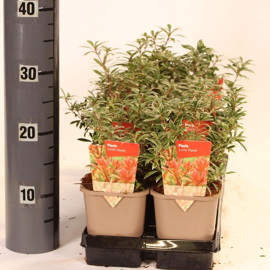 Pieris japonica Little Heath.jpg