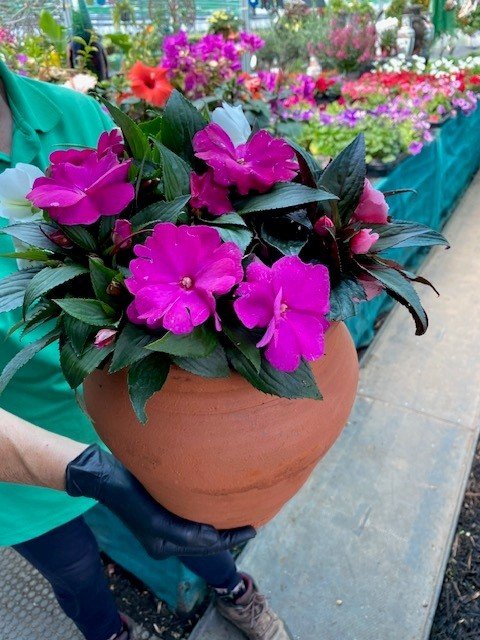 Impatiens New Guinea bell pot.jpg