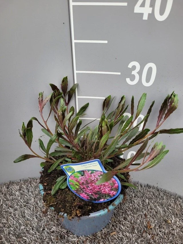 Gaura lindheimeri geyser pink.jpg