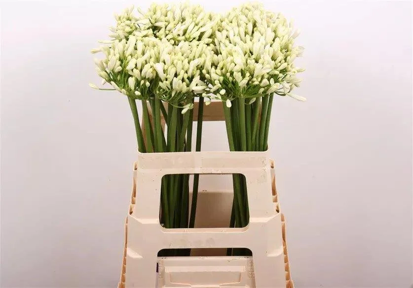 Agapanthus White - Length 60cm