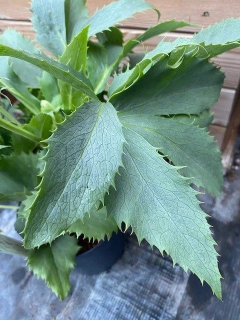 Helleborus Silver Lace 3.jpg