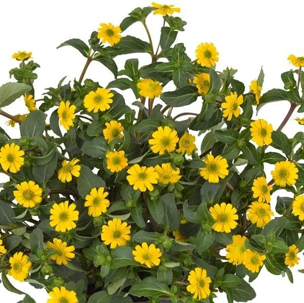 Sanvitalia Safari 9cm