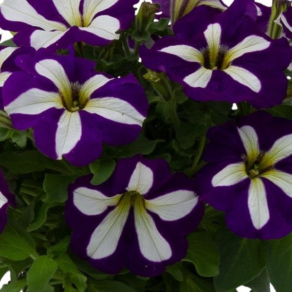 Petunia Go!Tunia Lucky Lilac 10.5cm