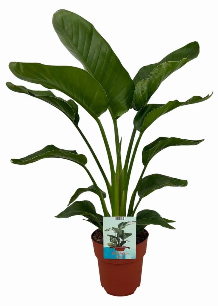 Strelitzia Nicolai.jpg