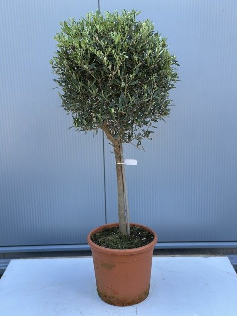 Olea Europea on Stem P30 120cm.jpg