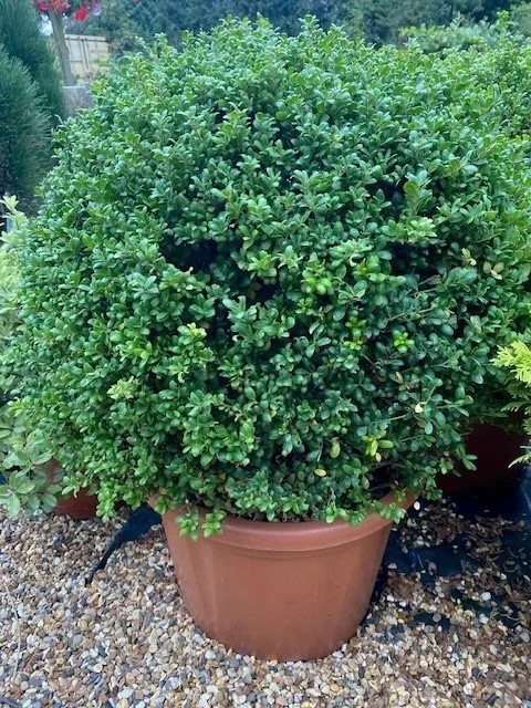 Ilex Crenata Convexa 60cm Ball