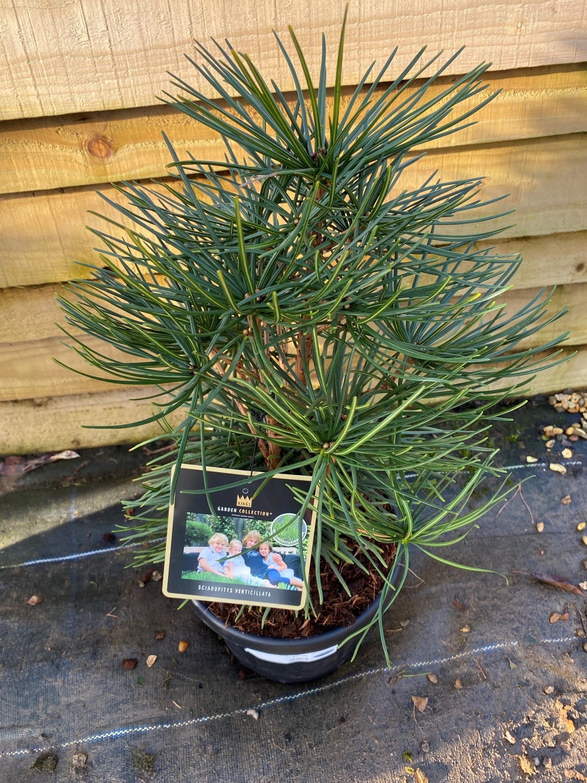 Sciadopitys verticillata – 6L Pot (35–40cm)