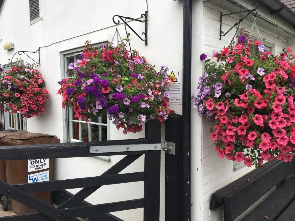 16" Summer Hanging Basket — Chelsea Direct