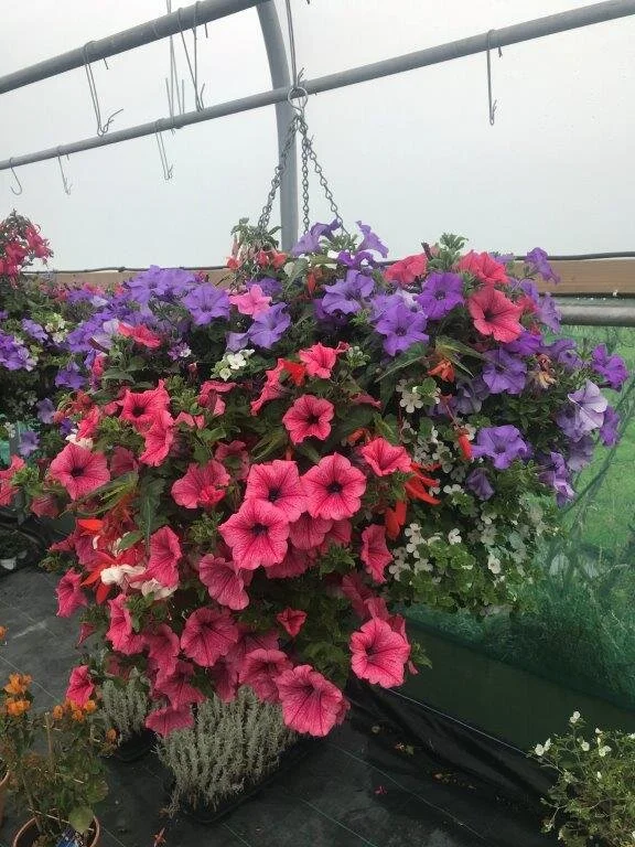 16" Summer Hanging Basket