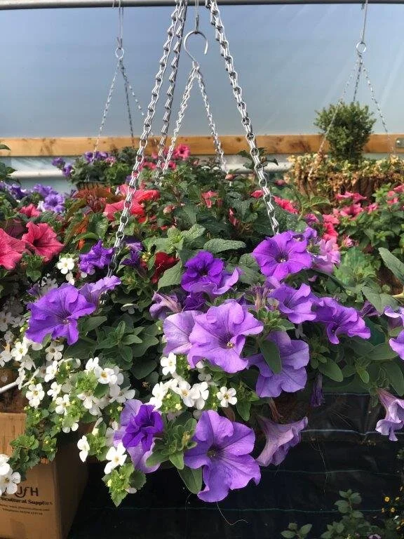 14" Summer Hanging Basket