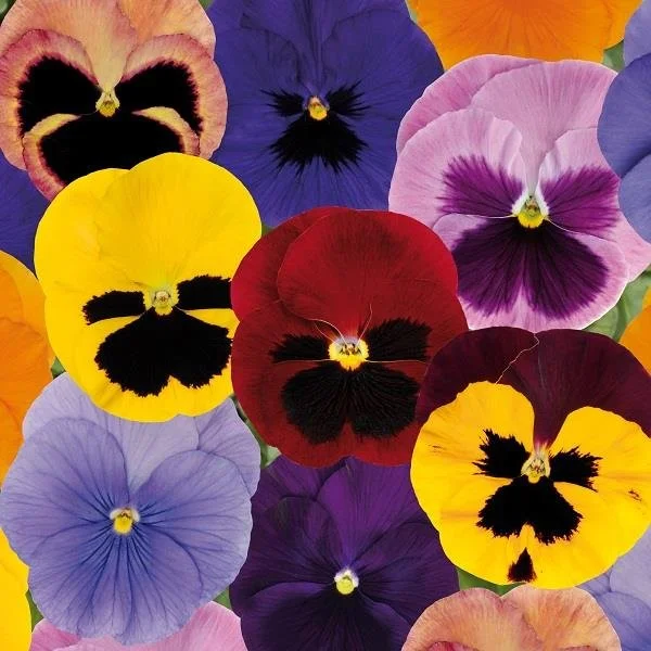Pansy Matrix Autumn Mix Select 6-pack