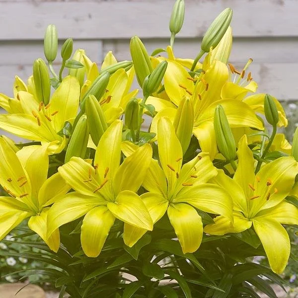 Lily Fantasiatic Yellow 3lt