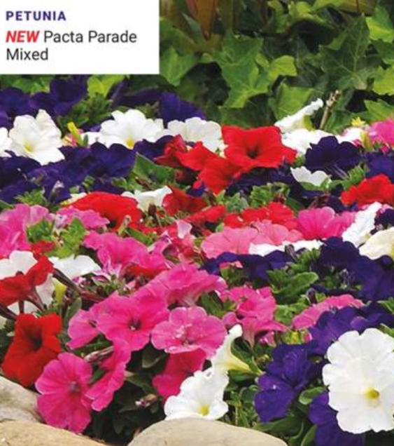 Petunia Bedding Pacta Parade Mix 6 Pack