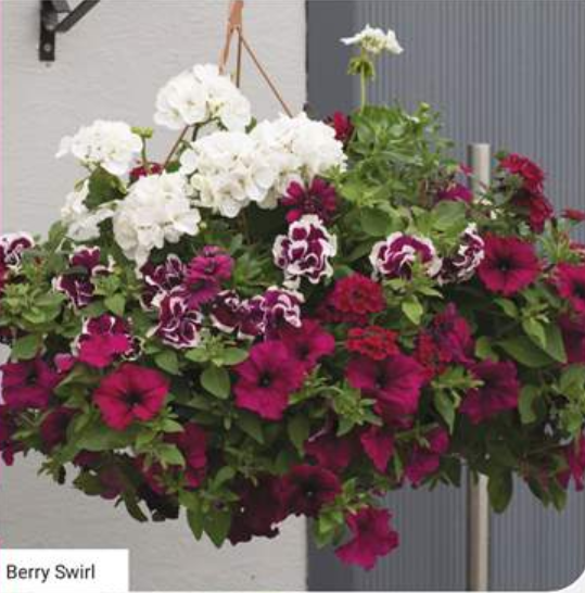 14" Berry Swirl Basket