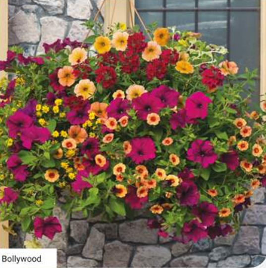 14" Bollywood Basket