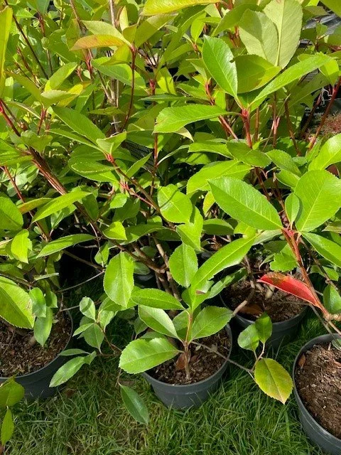 Photinia fraseri 'Red Robin' 5ltr Pot 60/80cm