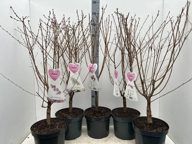 Fruit Trees