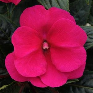 Impatiens NG Clockwork Purple 13cm