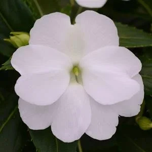 Impatiens NG Clockwork White 13cm