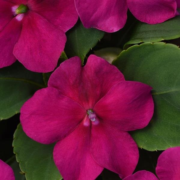 Impatiens Beacon Violet Shades 6-pack