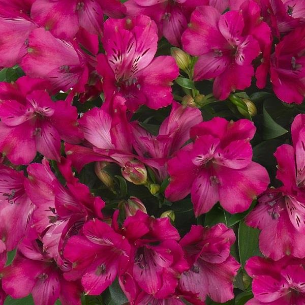 Alstroemeria Inticancha Machu 3lt pot