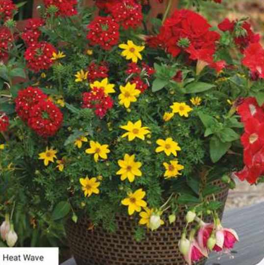 14" Heat Wave Basket