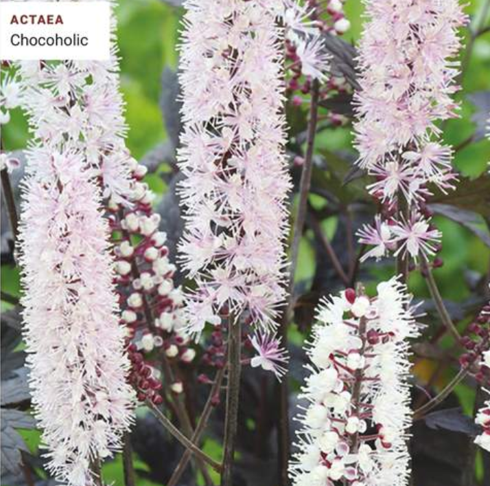 Actaea Cocoholic.png