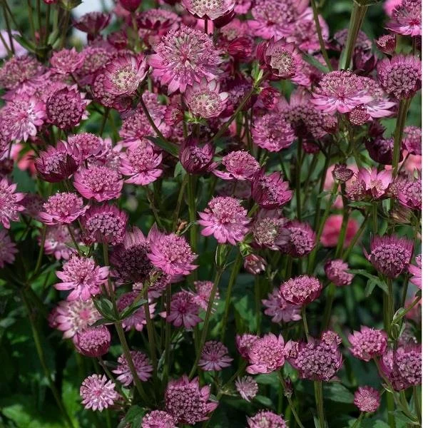 Astrantia 'Cerise Button' 2lt