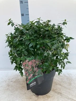 Abelia Grandiflora.jpg