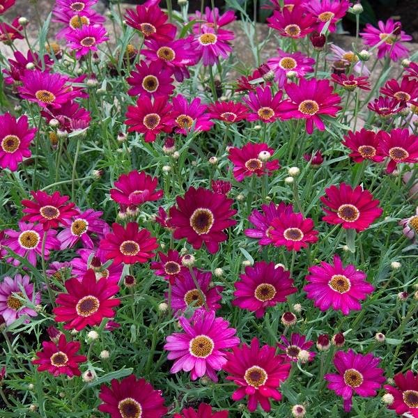 Argyranthemum Grandaisy Deep Red 13cm