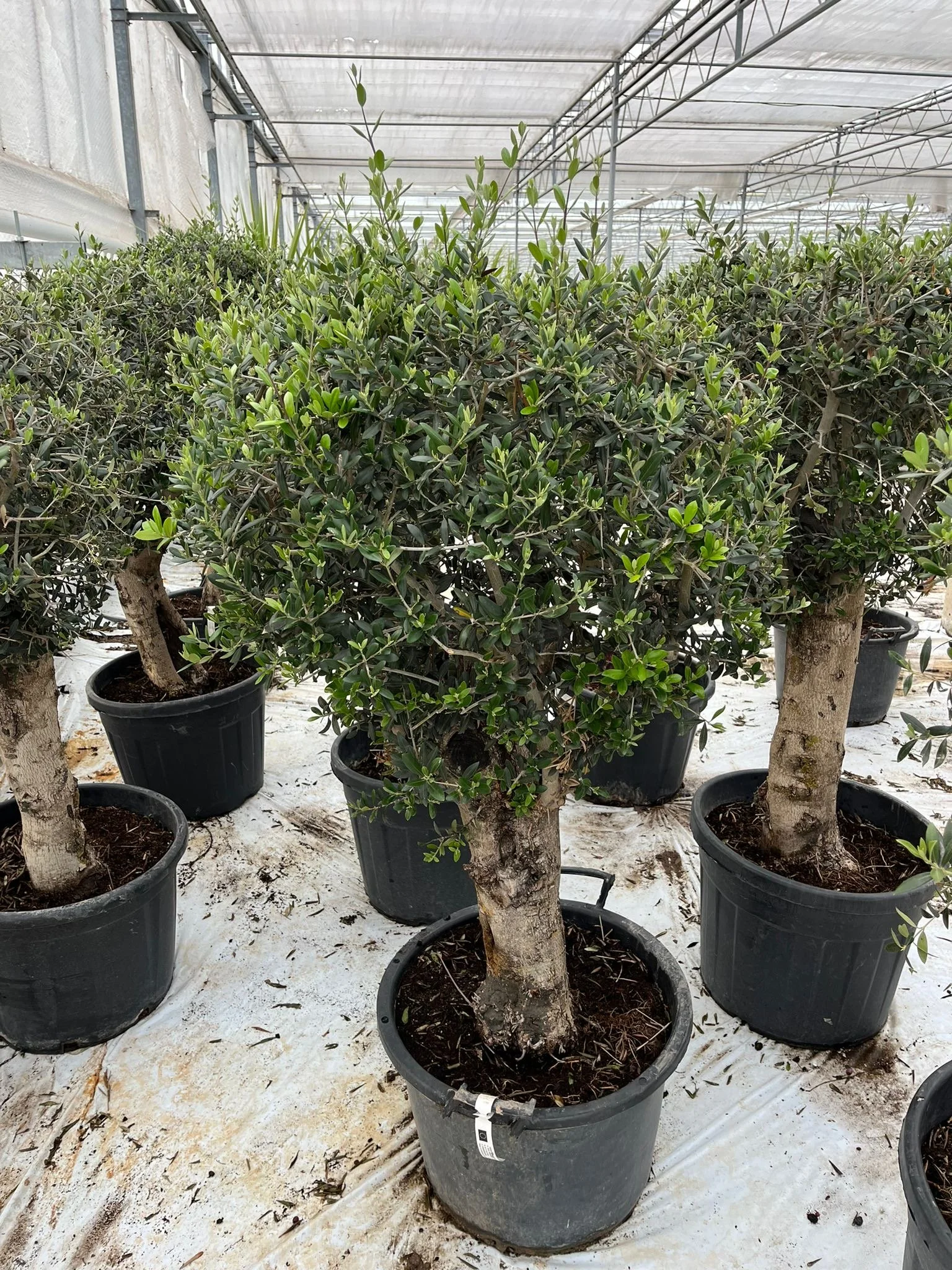 Olive Tree 60 lt pot 150cm tall