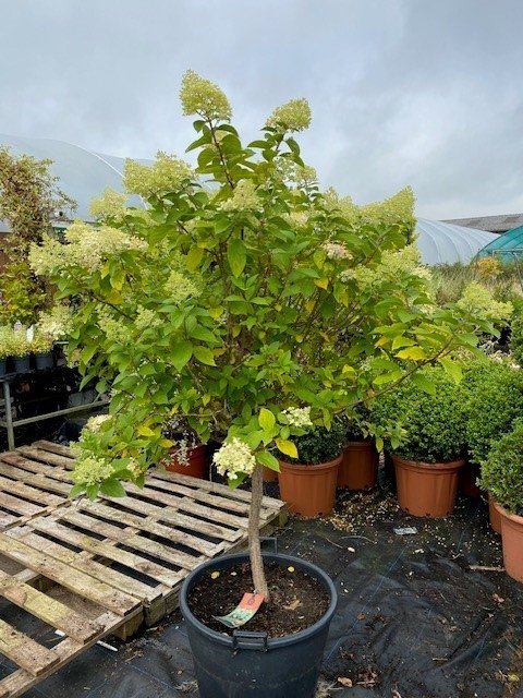 hydrangea standard.jpg