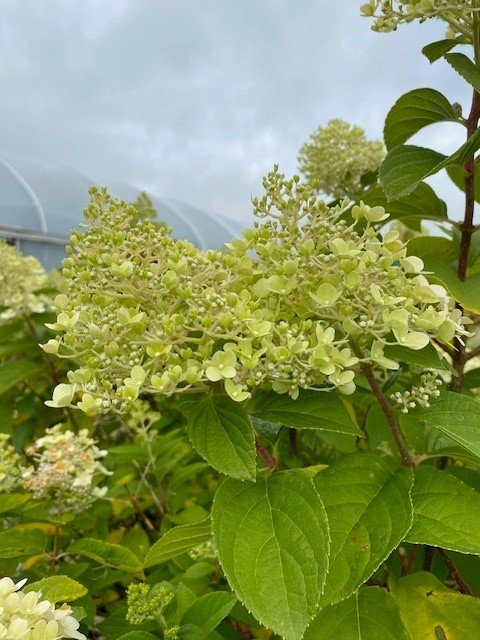 hydrangea flowers.jpg