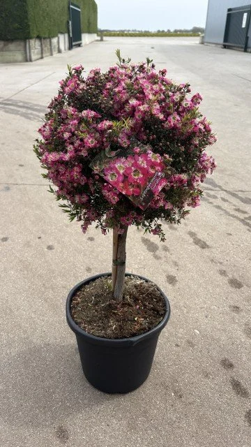 leptospernum sunshine.jpg