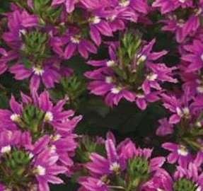 Scaevola Surdiva Fashion Pink 9cm