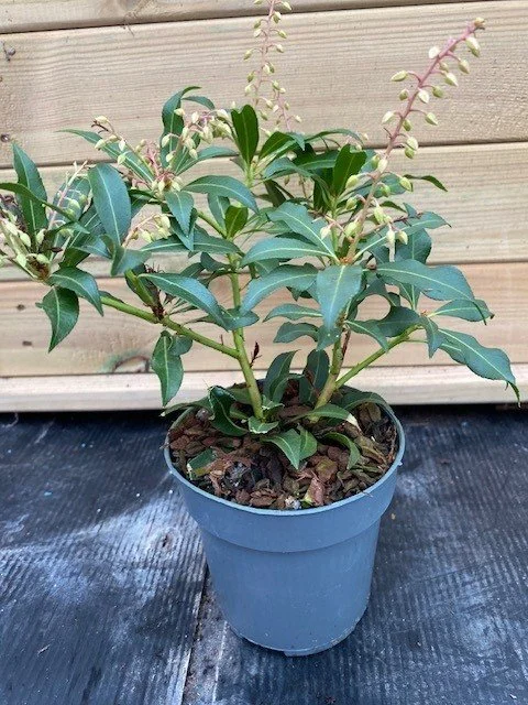 Pieris Japonica Mountain Fire 9cm