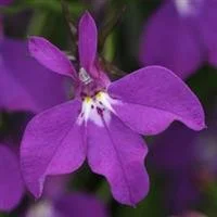 Lobelia Waterfall Purple 9cm pot